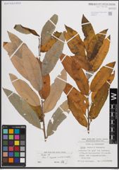 Foto von Salix caprea L. x Salix viminalis L.